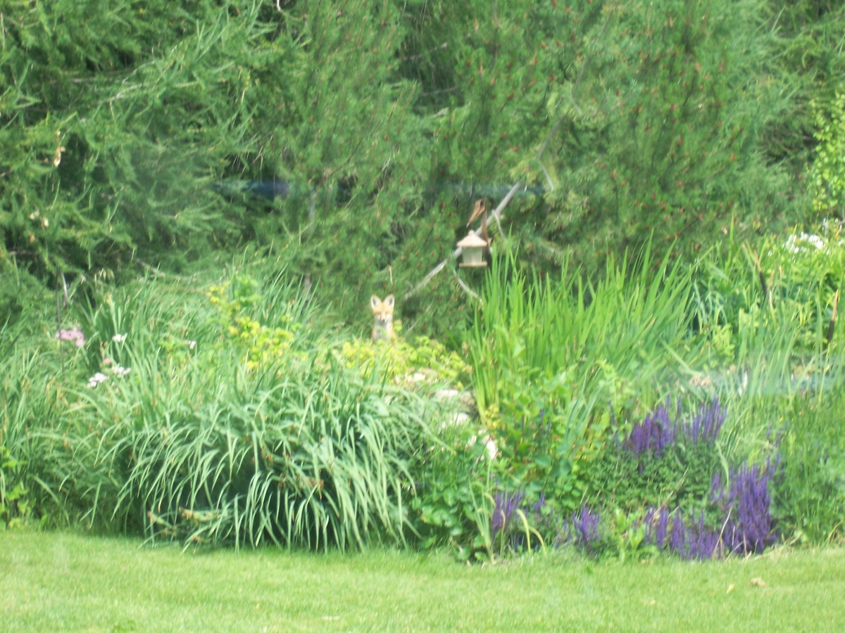 Backyard Wildlife Habitat - MS: Establishing a Backyard Wildlife